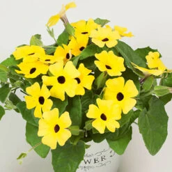Thunbergia Sunny Mixed -Garden Centre Store 401394 6