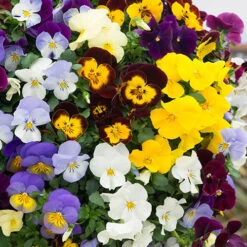 Trailing Hardy Pansy 'Fragrant Waterfall ' -Garden Centre Store 401455 2