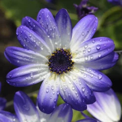Senetti Collection -Garden Centre Store 401488 2