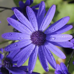 Senetti Collection -Garden Centre Store 401488 3