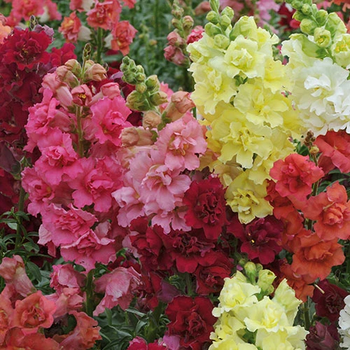 Antirrhinum 'Mini Butterflies' Mix 1 Antirrhinum 'Mini Butterflies' Mix