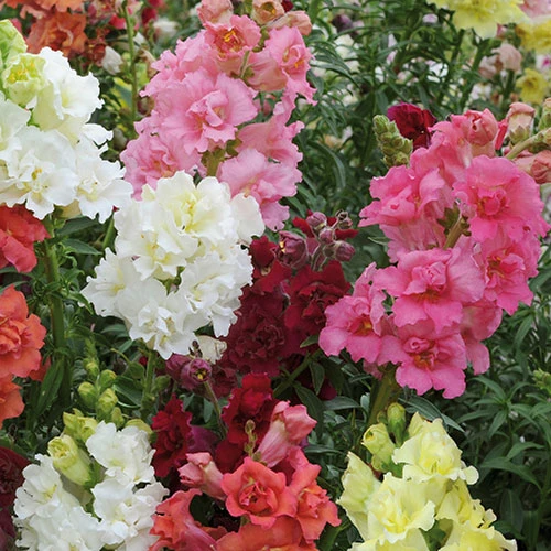 Antirrhinum 'Mini Butterflies' Mix 2 Antirrhinum 'Mini Butterflies' Mix - Image 2