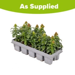 Antirrhinum 'Mini Butterflies' Mix 5 Antirrhinum 'Mini Butterflies' Mix -Garden Centre Store 410048 2