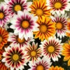 Gazania 'Tiger Stripes Mix'