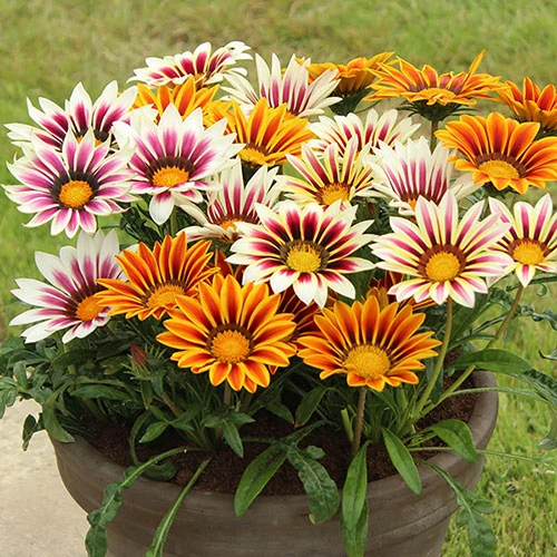 Gazania 'Tiger Stripes Mix' 2 Gazania 'Tiger Stripes Mix' - Image 2