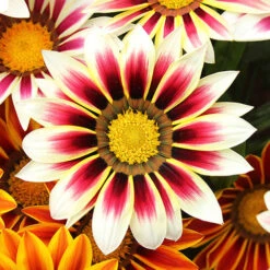 Gazania 'Tiger Stripes Mix' 6 Gazania 'Tiger Stripes Mix' -Garden Centre Store 410060 2
