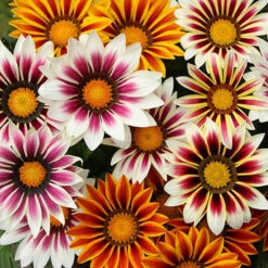 Gazania 'Tiger Stripes Mix' 7 Gazania 'Tiger Stripes Mix' -Garden Centre Store 410060 3