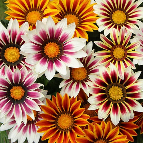 Gazania 'Tiger Stripes Mix' 4 Gazania 'Tiger Stripes Mix' - Image 4
