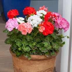 Geranium 'Cabaret Mix' -Garden Centre Store 410062 2