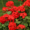 Geranium 'Ultimate Red'