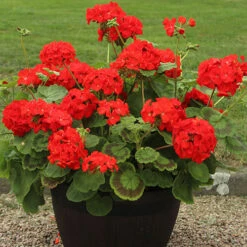 Geranium 'Ultimate Red' -Garden Centre Store 410064 3