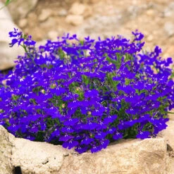 Lobelia 'Crystal Palace Blue' 10 X Garden Ready Plugs -Garden Centre Store 410068 2