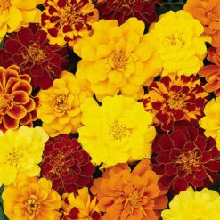 Marigold Durango Mix -Garden Centre Store 410072 2