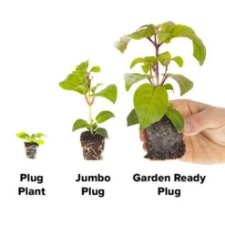 Marigold Durango Mix -Garden Centre Store 410072 3