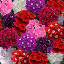 Verbena 'Quartz' Mix -Garden Centre Store 410076 2
