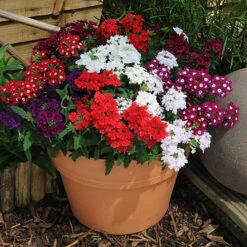 Verbena 'Quartz' Mix -Garden Centre Store 410076 3
