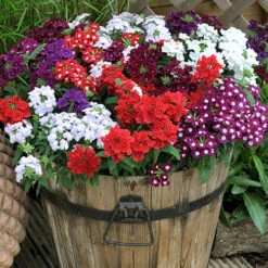 Verbena 'Quartz' Mix -Garden Centre Store 410076 4