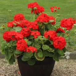 Warm Summer Glow Collection -Garden Centre Store 410099 2