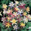 Aquilegia M Scott Elliott Mix