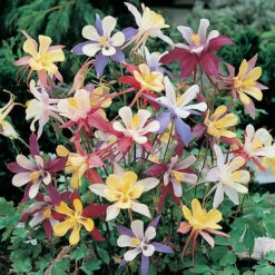 Aquilegia M Scott Elliott Mix