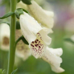 Foxglove Dalmatian Mix -Garden Centre Store 410119 2