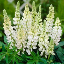 Lupin Gallery Mix -Garden Centre Store 410123 3