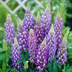 Lupin Gallery Mix -Garden Centre Store 410123 4