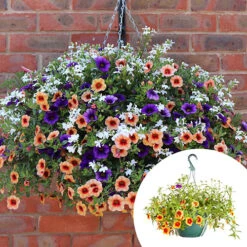 'Fruit Salad' Pre-Planted Basket