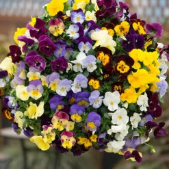 Preplanted 'Pansy Cool Wave' Hanging Basket -Garden Centre Store 450022 2