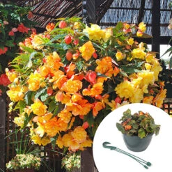 'Apricot Shades' Preplanted Basket