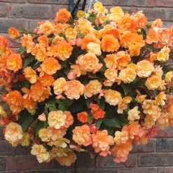 'Apricot Shades' Preplanted Basket -Garden Centre Store 450042 4