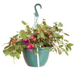 Pre-planted Basket Jumbo Fuchsia Mixed -Garden Centre Store 450058 2