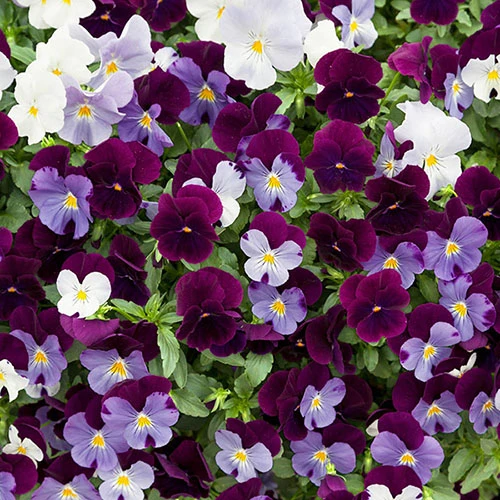 Preplanted 'Cool Wave Berries & Cream' Rattan Basket 2 Preplanted 'Cool Wave Berries & Cream' Rattan Basket - Image 2