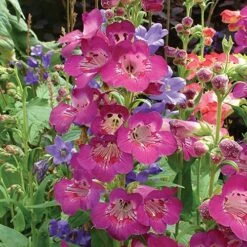 Hardy Penstemon Collection -Garden Centre Store 480044 2