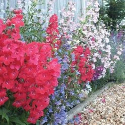 Hardy Penstemon Collection -Garden Centre Store 480044 3