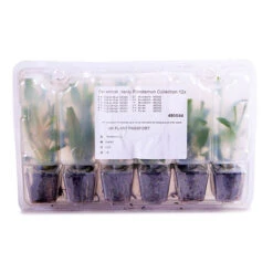 Hardy Penstemon Collection -Garden Centre Store 480044 5