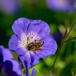 Hardy Geranium 'Rozanne' - RHS Plant Of The Centenary -Garden Centre Store 480120 2