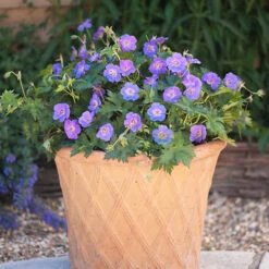 Hardy Geranium 'Rozanne' - RHS Plant Of The Centenary -Garden Centre Store 480120 3