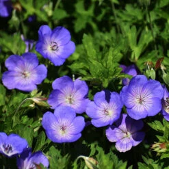 Hardy Geranium 'Rozanne' - RHS Plant Of The Centenary -Garden Centre Store 480120 4