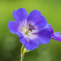 Hardy Geranium 'Rozanne' - RHS Plant Of The Centenary -Garden Centre Store 480120 5