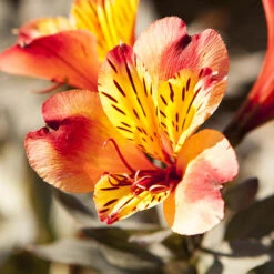 Hardy Alstroemeria 'Indian Summer' -Garden Centre Store 480255 2