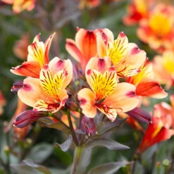 Hardy Alstroemeria 'Indian Summer' -Garden Centre Store 480255 3