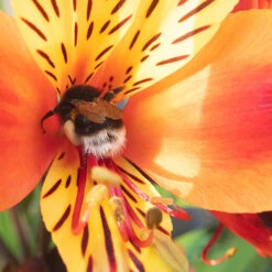 Hardy Alstroemeria 'Indian Summer' -Garden Centre Store 480255 4