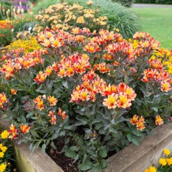 Hardy Alstroemeria 'Indian Summer' -Garden Centre Store 480255 5