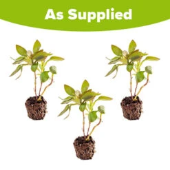 Hardy Alstroemeria 'Indian Summer' -Garden Centre Store 480255 6