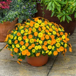 Power Daisy Collection