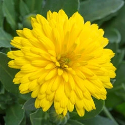 Power Daisy Collection -Garden Centre Store 480393 4