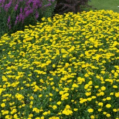 Power Daisy Collection -Garden Centre Store 480393 6