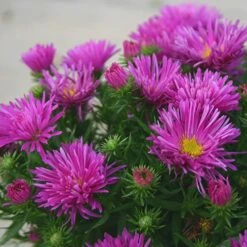 Aster Dumosus 'Autumn Jewels' -Garden Centre Store 480451 2