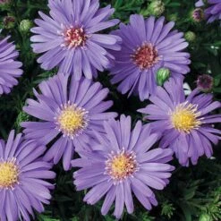 Aster Dumosus 'Autumn Jewels' -Garden Centre Store 480451 3